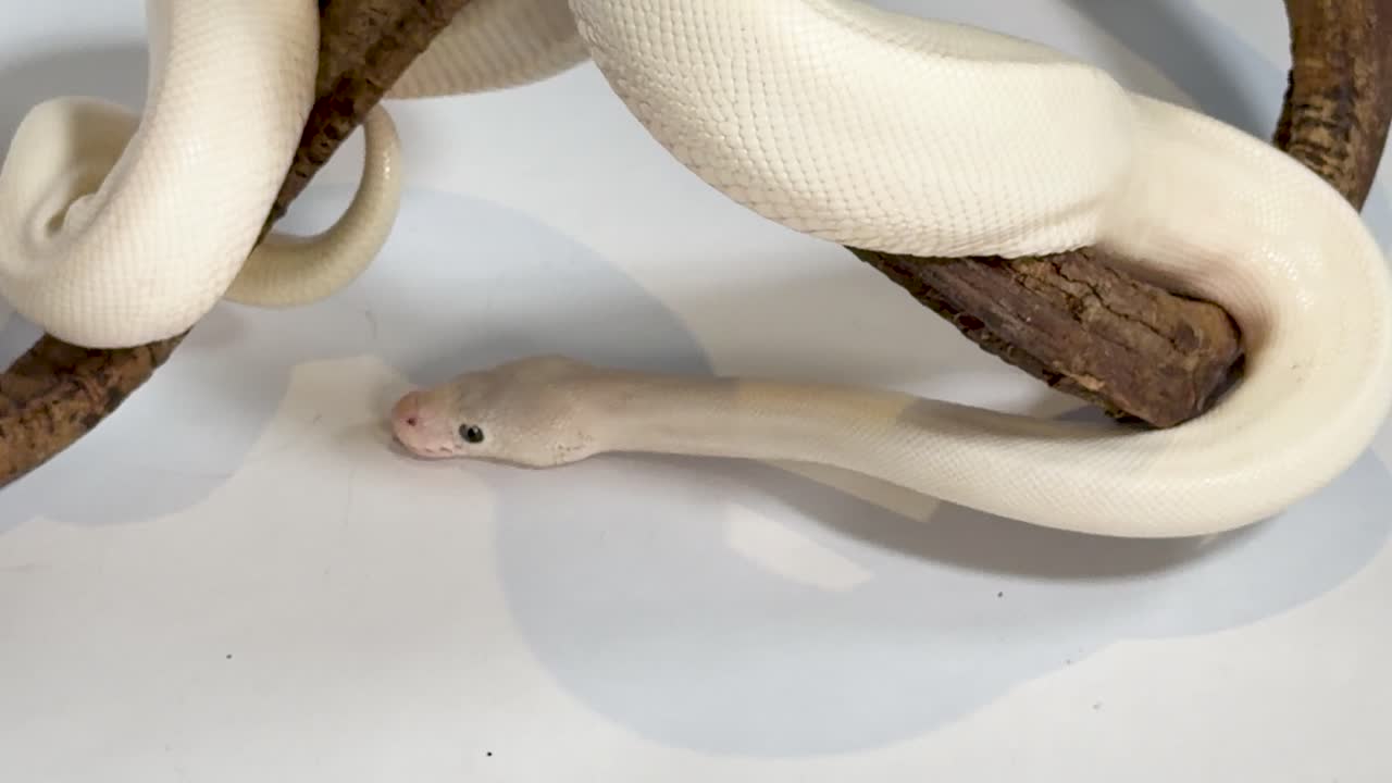 Un pitone reale leucistico bianco striscia lentamente su un ramo di legno su uno sfondo bianco
