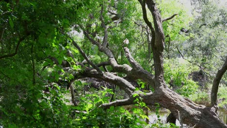 Ibis-birds-in-a-tree-in-Couturie-Forest-inside-City-Park-in-New-Orleans-Louisiana