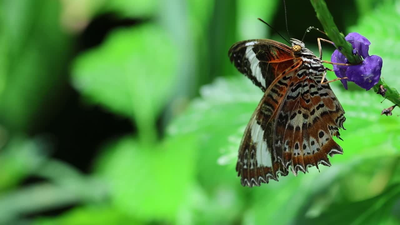 A butterfly delicately feeds on vibrant purple flowers amidst lush green leaves, showcasing nature's beauty.