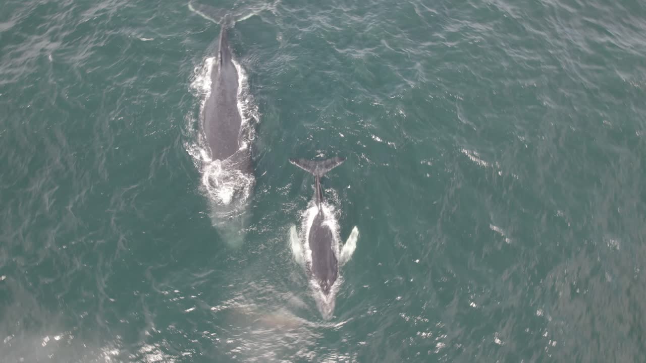 수면 근처에 어린 살포 물이 있는 큰 혹등고래 - 공중 촬영