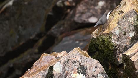 white throated dipper hops up wet rocks towards small waterfall, starts bobbing up and down