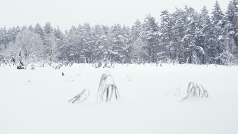 wide shot sliding above field covered with heavy white snow with trees behind