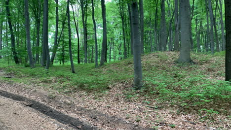 Panoramablick-Auf-Den-Wald.-Schotterstraße