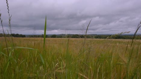uk hay blowing gently in the wind cloudy sky