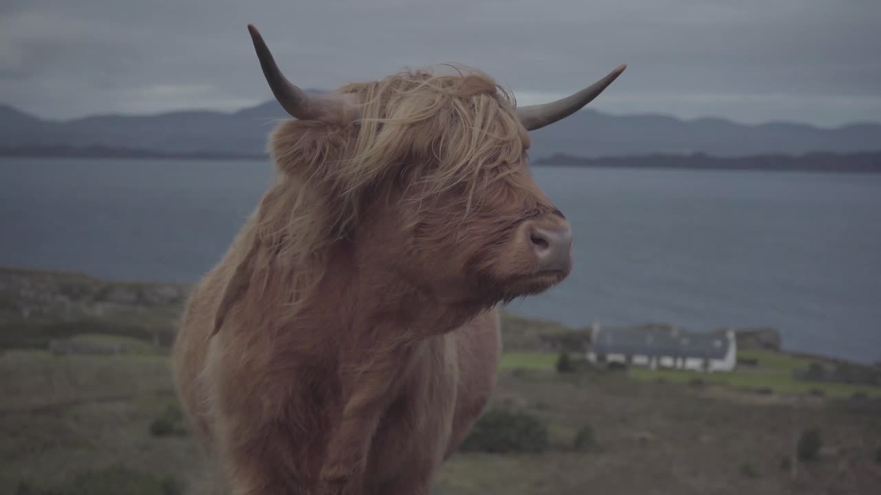 Portrait of beautiful highland brown cow in scotland uk. Calm hairy animal standing calm, curious and ruminating
