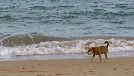 cheerful dog running on sandy beach with ball in his mouth, slow motion view