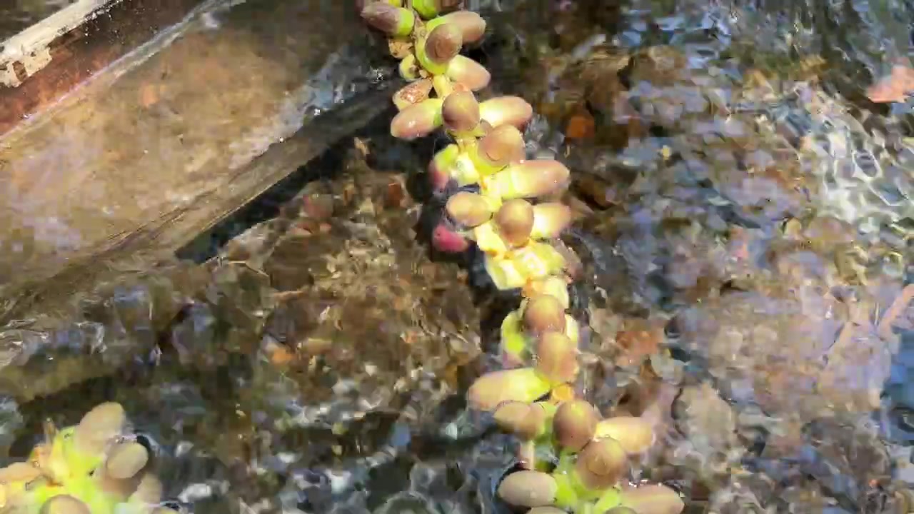 Stelo di pianta fresca che galleggia in acqua corrente limpida di ruscello.