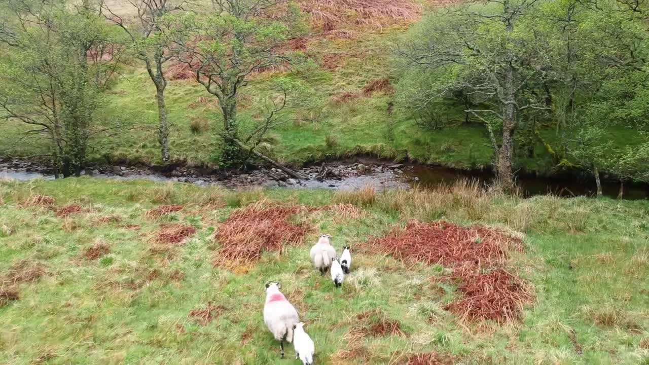 개울 옆에 서있는 산 마을을 산책하는 고원 양의 영화 기울어지는 드론 샷