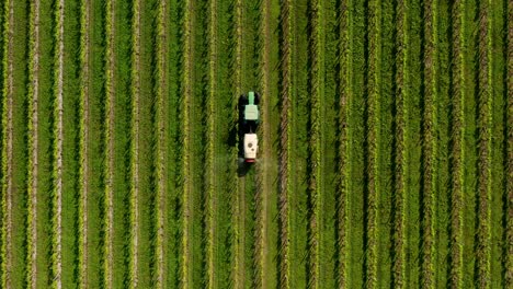 directly above tractor machinery spraying fertlizer on vineyard in italy