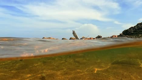 Halbe-Unterwasseransicht-Des-Möwenvogels,-Der-Vom-Meerwasser-Wegfliegt,-Während-Fische-Unter-Wasser-Auf-Der-Insel-Lavezzi-Auf-Korsika,-Frankreich,-Schwimmen