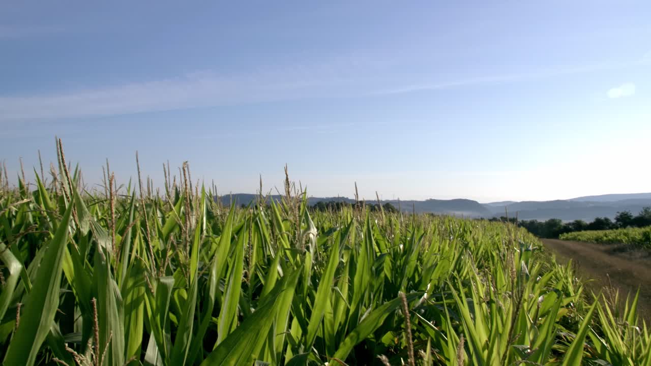 Cornfield in Franconia with Fichtelgebirge in the background - 5