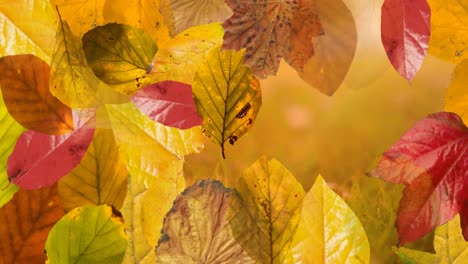 Animation-of-layers-of-autumn-leaves-over-autumn-nature-background