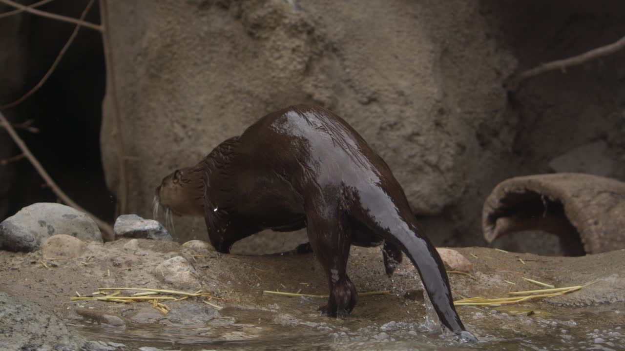 la nutria sale del agua y corre hacia la cueva.