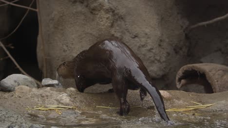 Otter-Verlässt-Wasser-Und-Rennt-In-Höhlenslomo