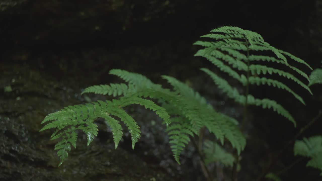 Acqua che gocciola su foglie di felce nella foresta