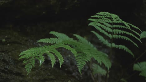 water dripping on fern leaves in forest