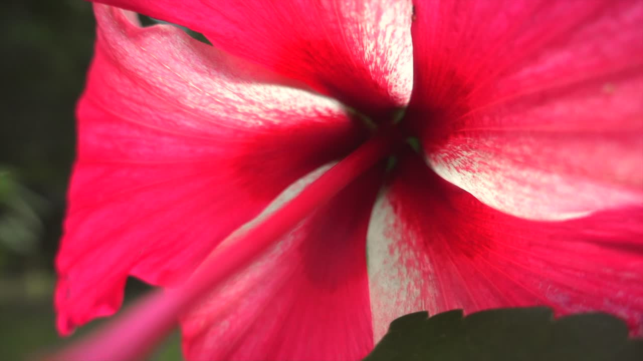 zoom macro em close-up de botão de flor de hibisco rosa em câmera lenta