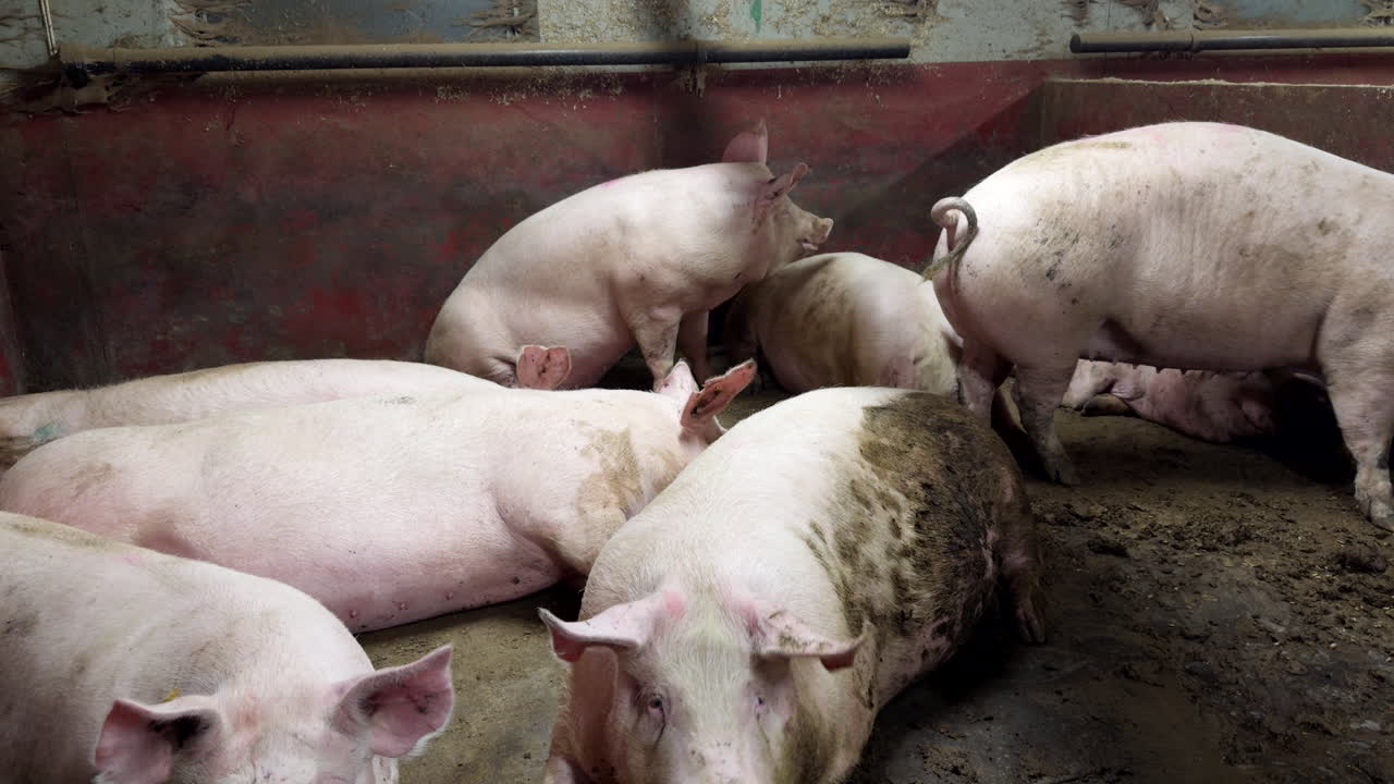 Pig group shelter, farming enclosure, agricultural livestock industry