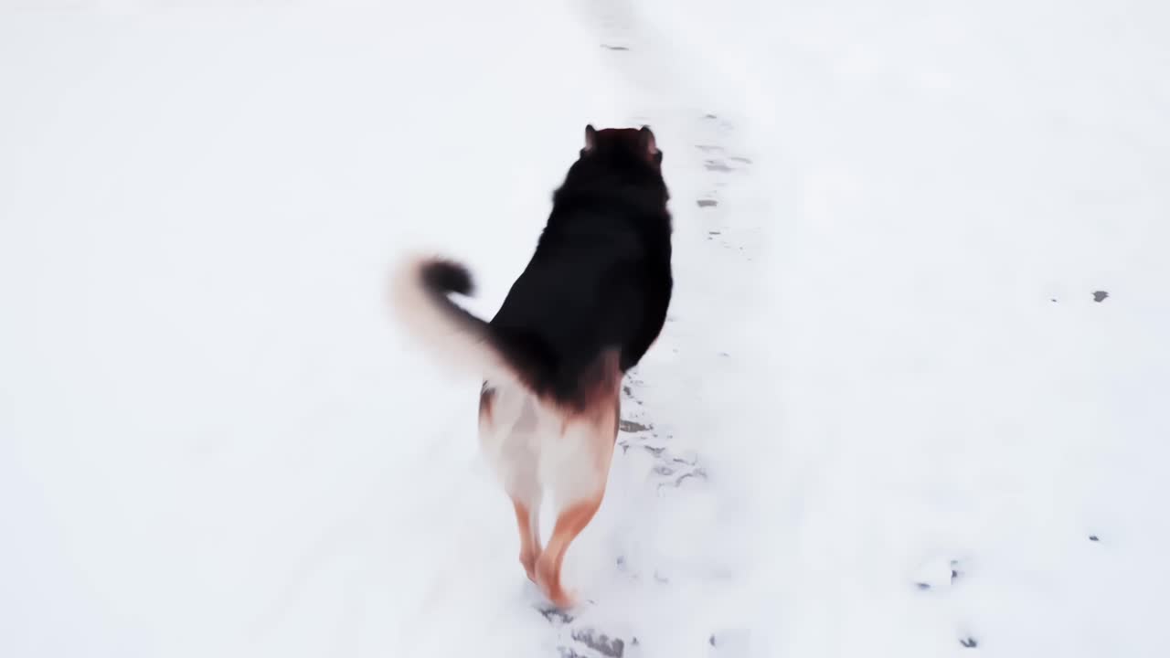 Rear view of a husky sled dog trotting away on a snowy path, leaving paw prints in a quiet winter landscape with lots of clean copy space