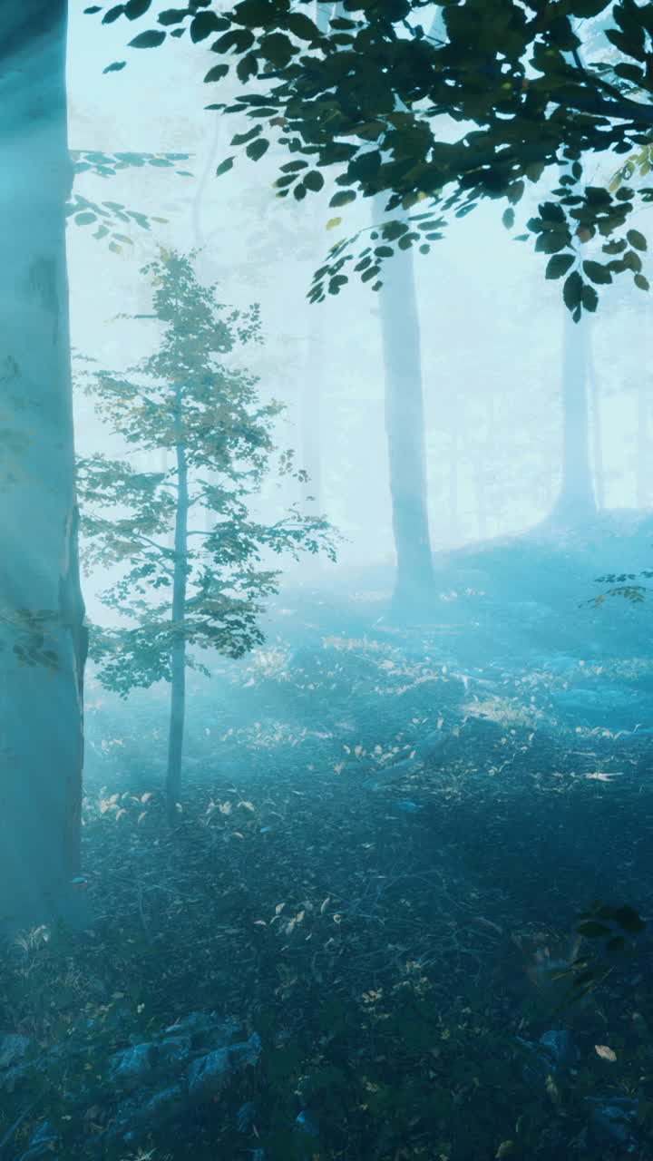 신비한 숲 안개