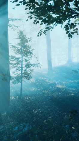 mysterious forest fog