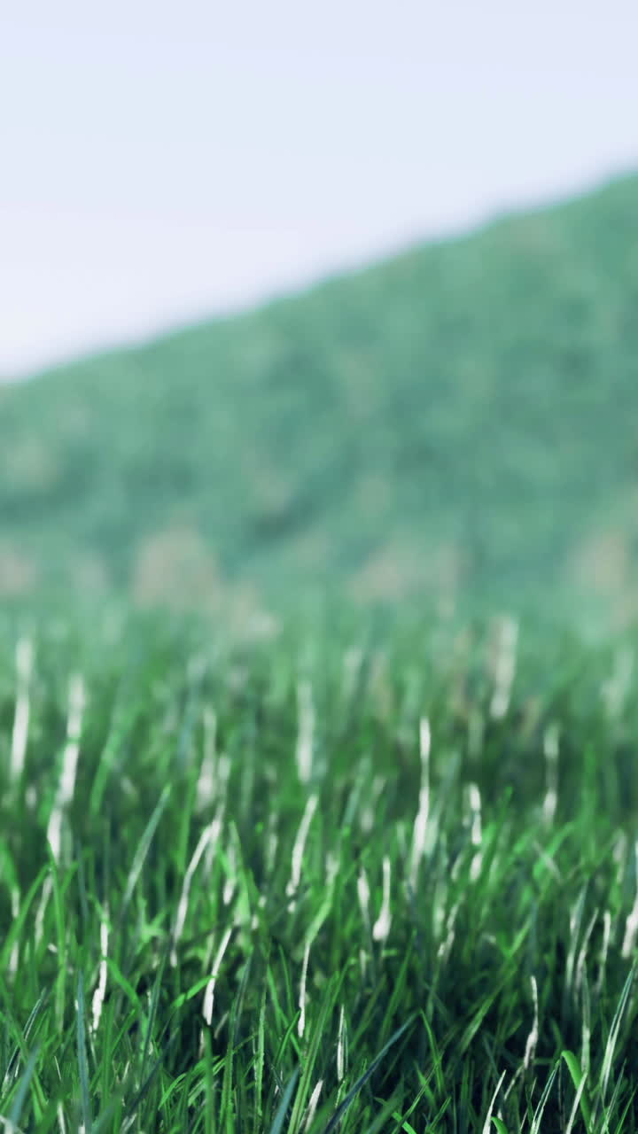 Lush green grass swaying gently under a clear blue sky in a serene landscape