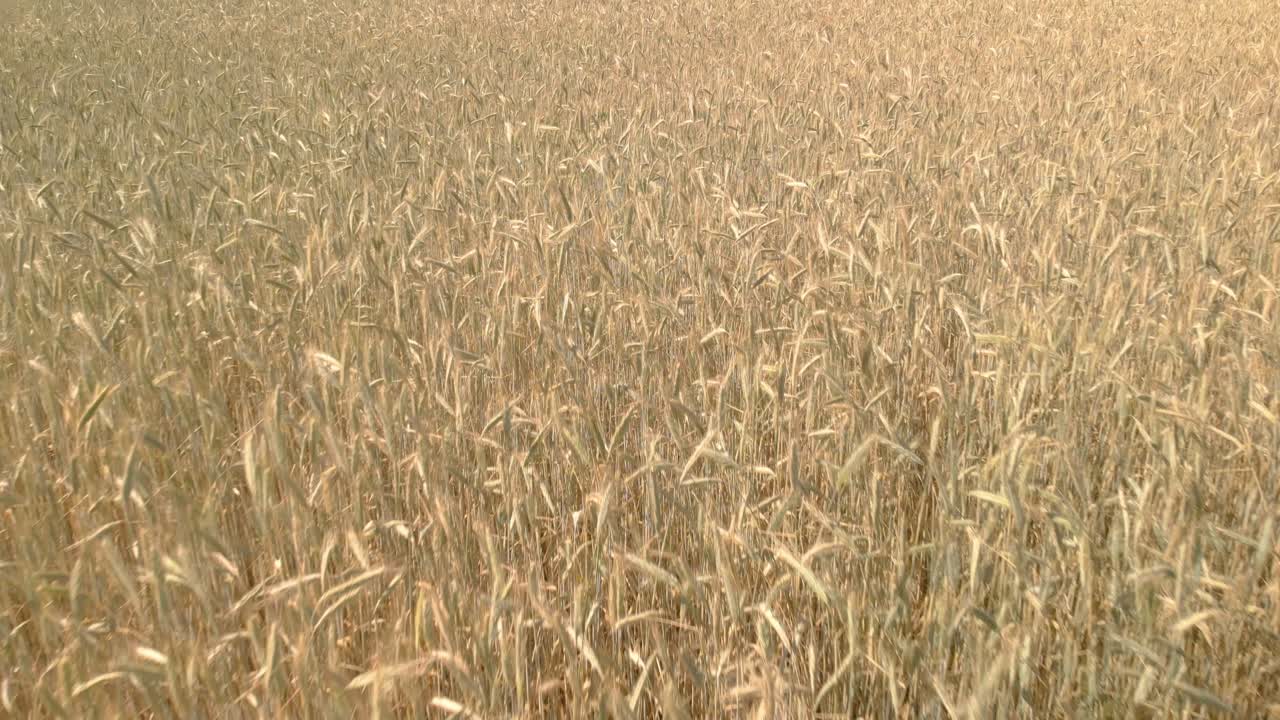 drone volando lentamente sobre una granja de trigo en suecia