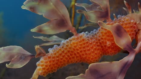 leafy sea dragon with eggs 4k slow motion south australia