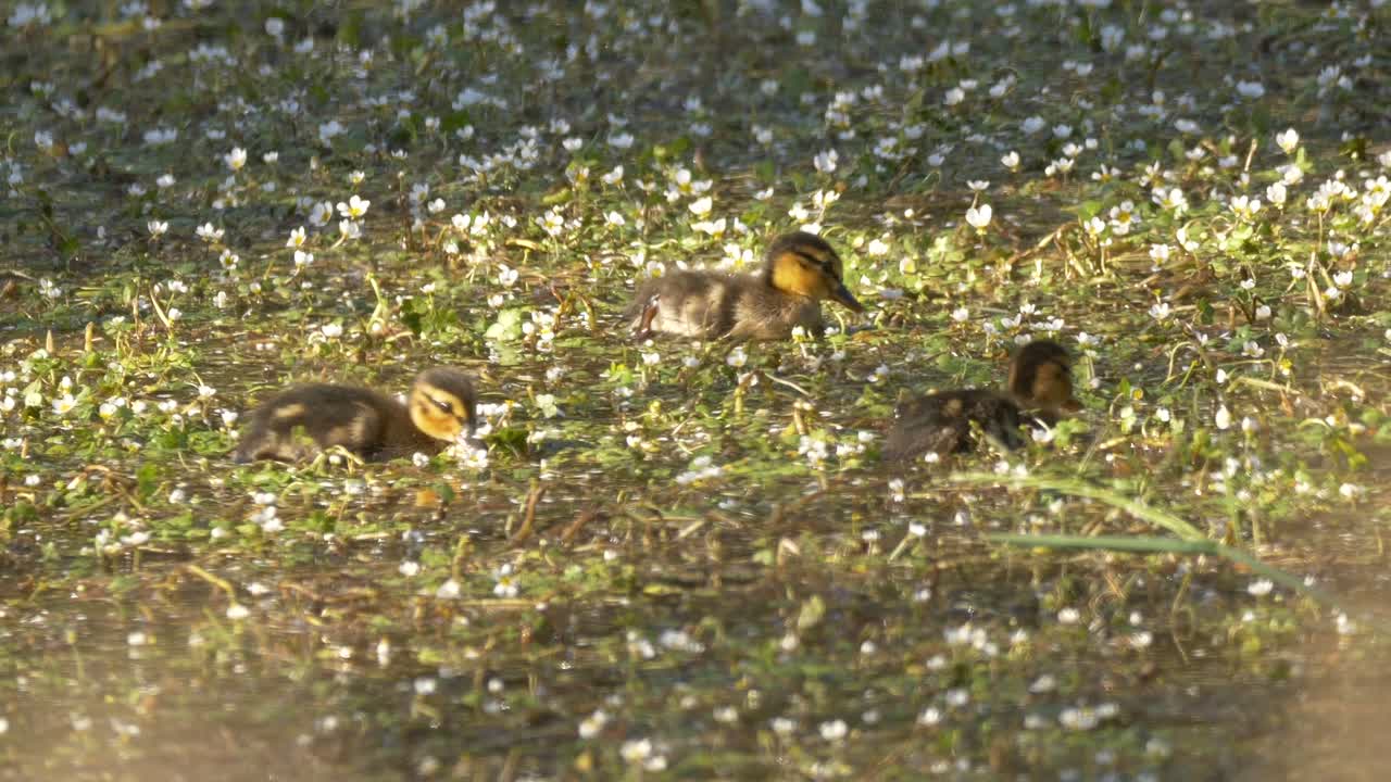 patos bebés alimentándose en un estanque lleno de flores