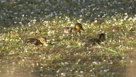Baby-ducks-feeding-in-a-flower-filled-pond