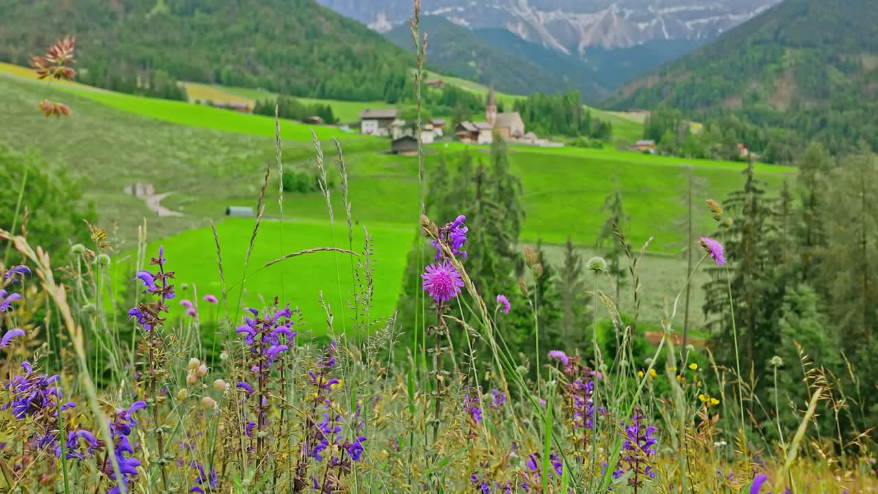Pink purple wildflowers growing in rural Alpine meadow scenic landscape