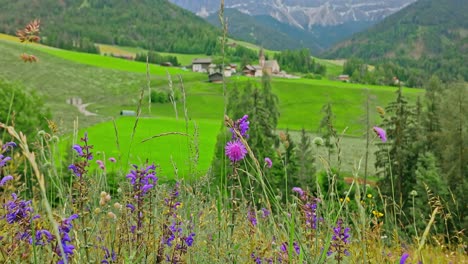 pink purple wildflowers growing in rural alpine meadow scenic landscape