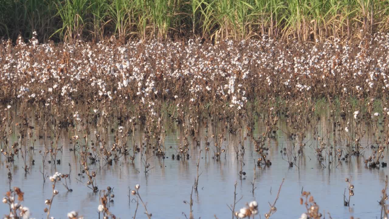 planta de algodón muerta con cogollos blancos en aguas inundadas en sindh