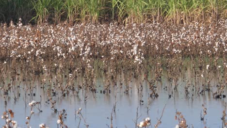 dead cotton plant with white buds in flooded waters in sindh