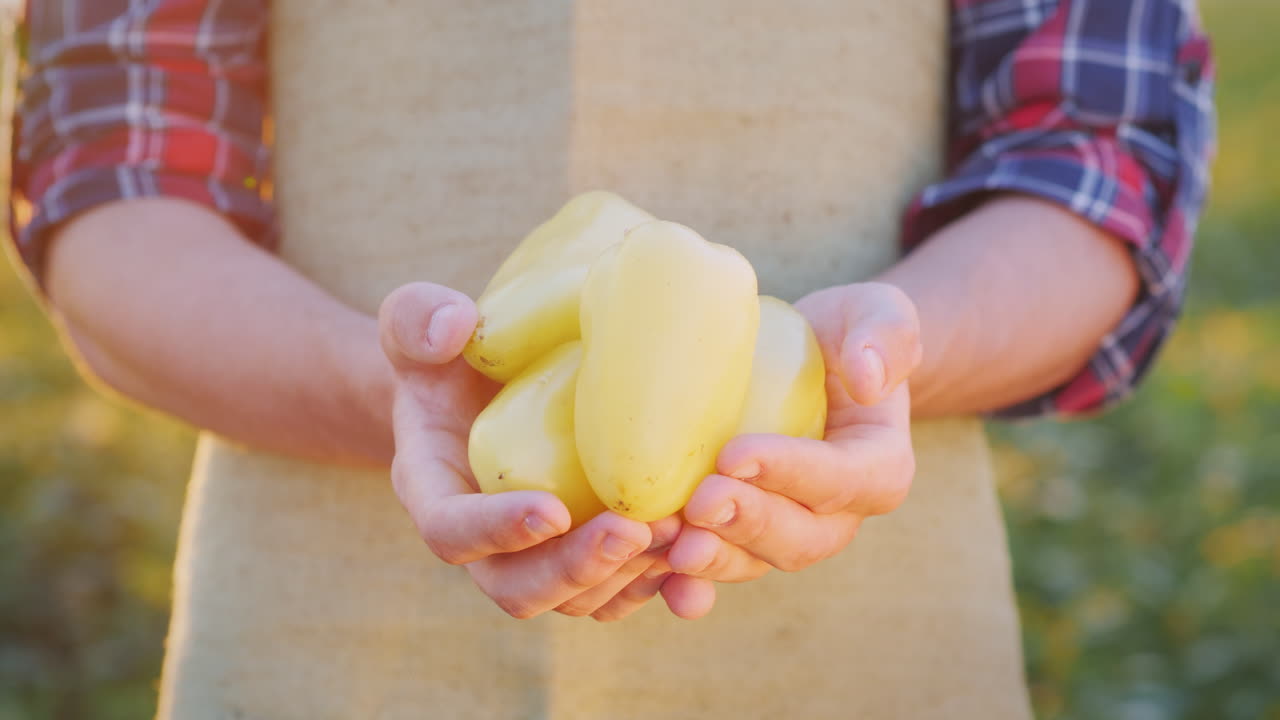 las manos del agricultor sostienen jugosas verduras frescas de pimienta búlgara del concepto de campo