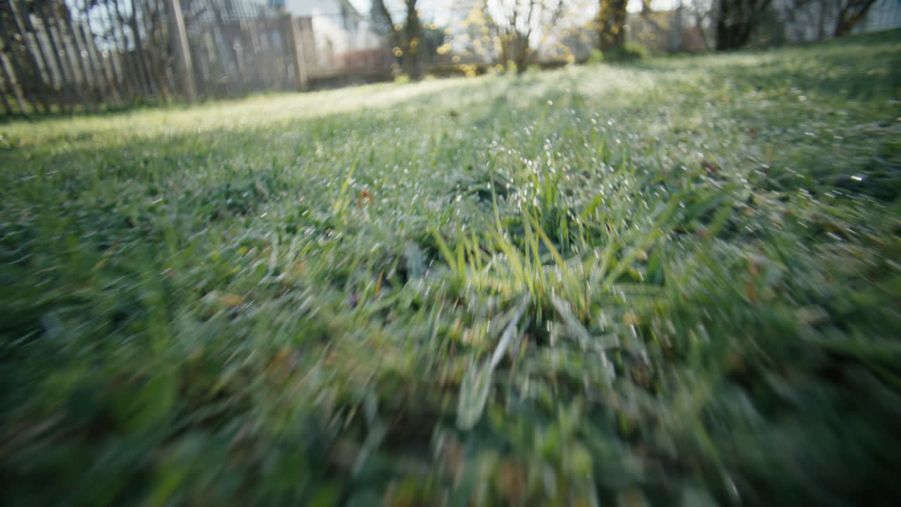 Eine extreme Froschperspektive aus der Sicht eines Hundes, die sich auf einzelne, mit Morgentau bedeckte Grashalme konzentriert. Die Kamera bewegt sich durch den Rasen und fängt die glitzernden Wassertröpfchen ein.