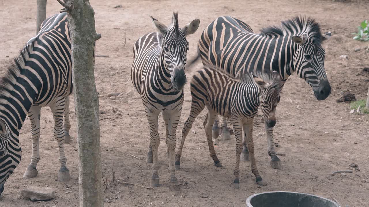 un branco di belle zebre a righe cammina sull'erba secca nello zoo