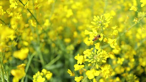 Vista-De-Cerca-De-La-Abeja-Recogiendo-Polen-De-La-Flor-De-Colza,-Estática