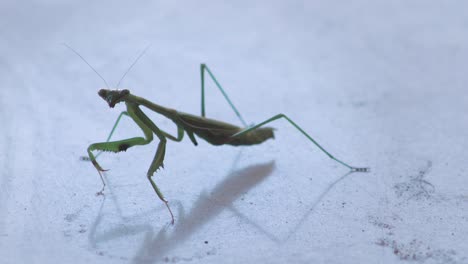 praying mantis close up with a missing leg moving side to side on table then looks towards camera, daytime maffra, gippsland, victoria, australia