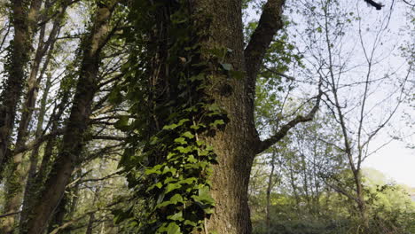 Vines-snake-up-alongside-heavy-bark-of-tree-illuminated-by-sunlight