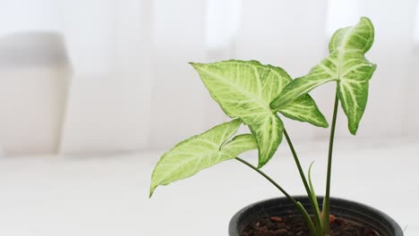 a gorgeous house plant with three green leaves are in a spacious white room