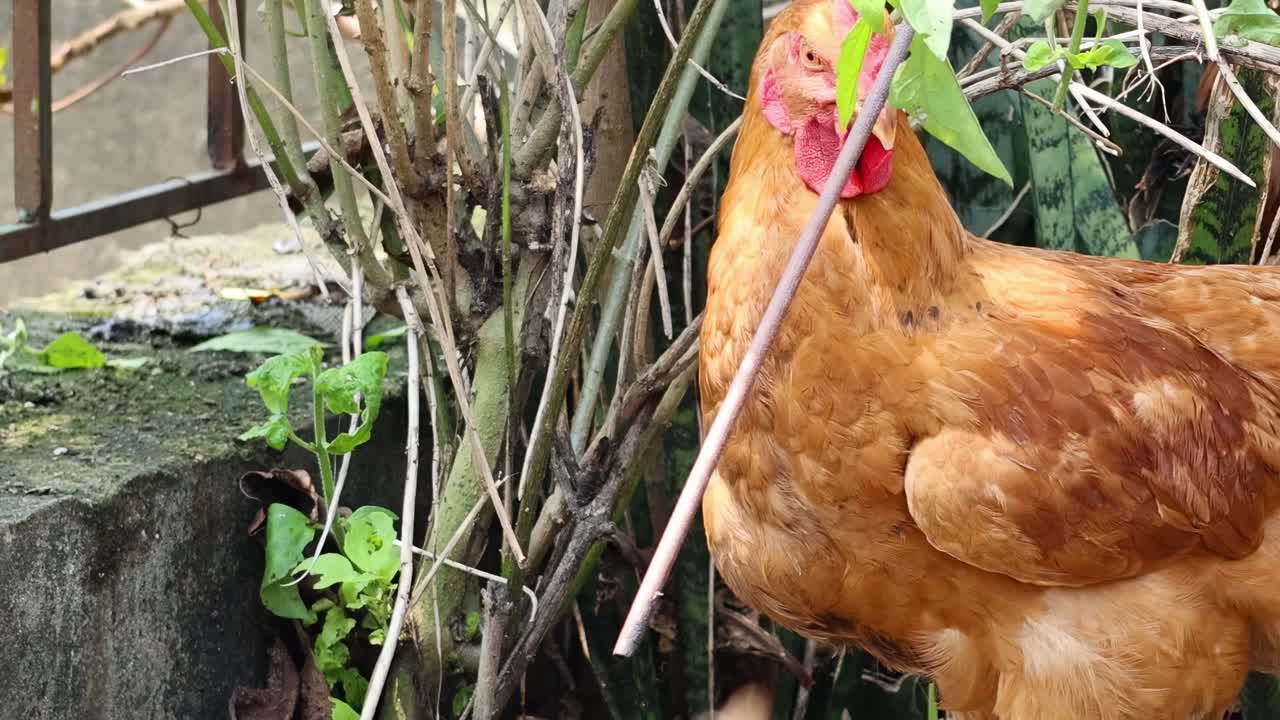 A hen stands beside a garden wall, surrounded by plants and branches.