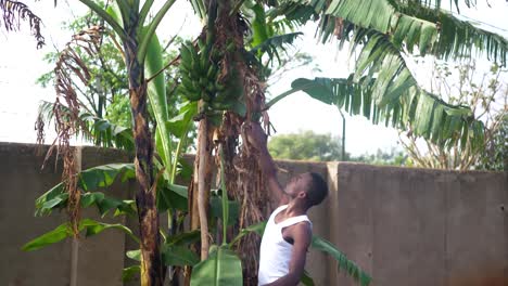 una toma amplia de un hombre africano inspeccionando sus plátanos en su jardín en áfrica rural
