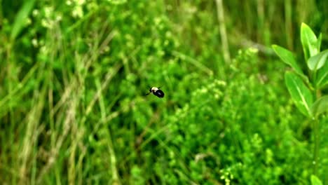 Bee-flies-in-slow-motion,-blurred-green-bokeh-background,-levitate-and-flaps-wings-in-mid-air