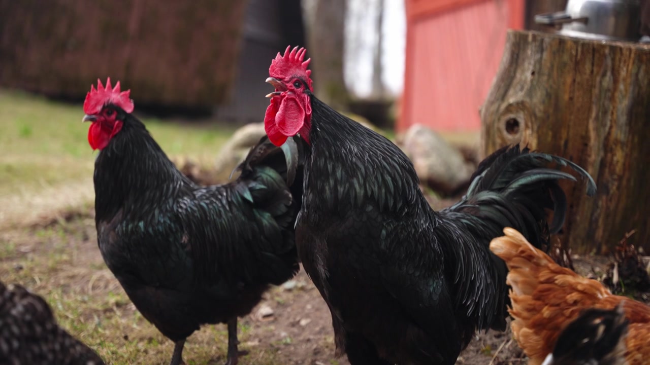 Gallo e galline nel cortile della fattoria mentre beccano e con un comportamento di gruppo naturale all'aperto