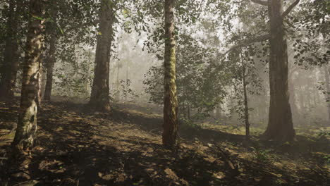 camino del bosque de niebla