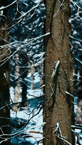 winter forest scene: snow covered trees