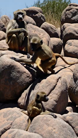 baboons on rocks