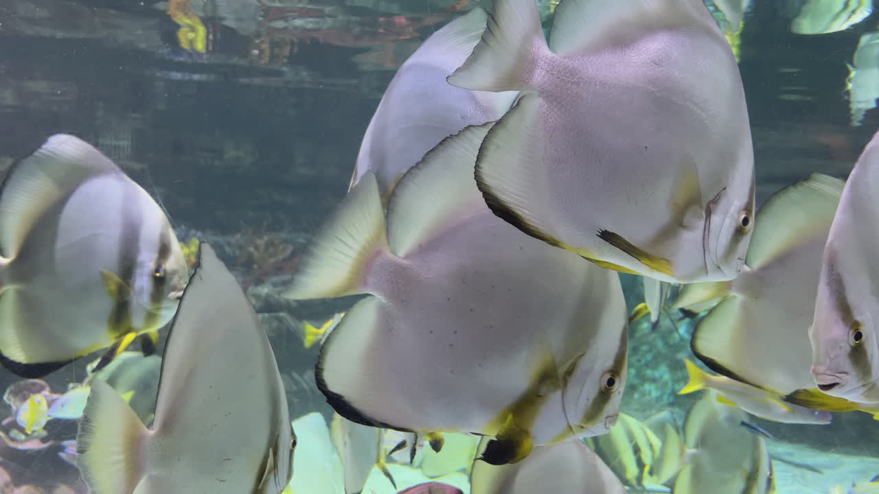 수족관 에 있는 은 물고기 들 의 무리