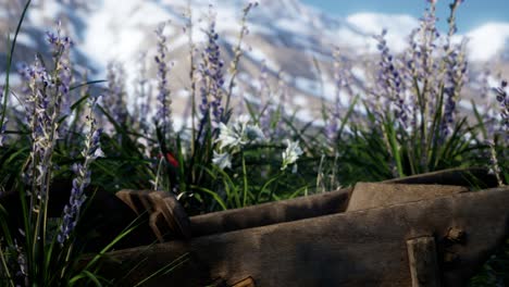 campo de lavanda con cielo azul y cubierta de montaña con nieve